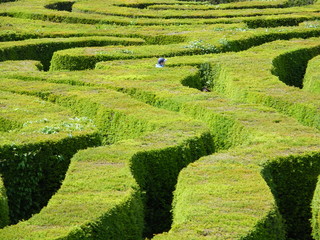 Hedge Maze