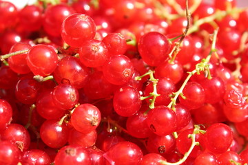 Cranberries fruit background close-up shoot