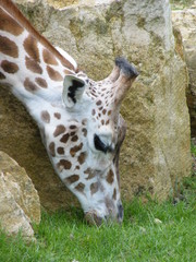 Giraffe Feeding
