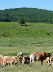 Vaches Aubrac