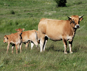 Vache et veaux Aubrac
