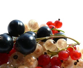 Currant