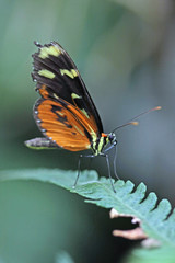 Fototapeta premium schmetterling