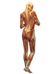 Human Body Muscle - Female Back