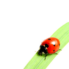 ladybug