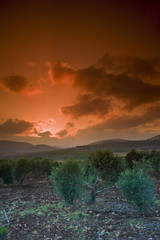 olive grove sunset