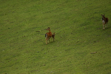 reh © Petra Kohlstädt