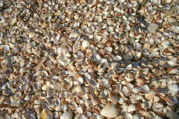 Shells