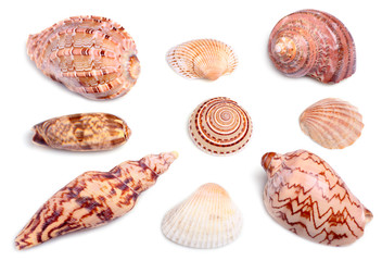 Seashells