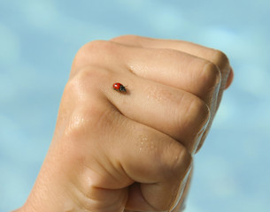 coccinelle sur la main 3