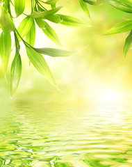 Bamboo leaves reflected in rendered water
