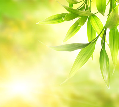 Green bamboo leaves over abstract blurred background