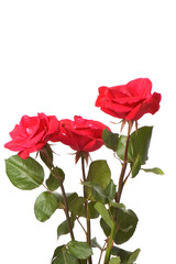 Fototapeta na wymiar Red rose isolated on the white backgroumd