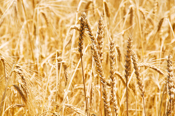 Close up of wheat on bright summer day