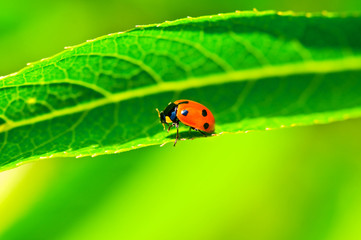 Lady bug sitting on the long green leave