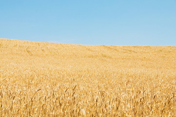Wheat field on the bright summer day