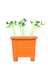 Green saplings growing in the clay pot