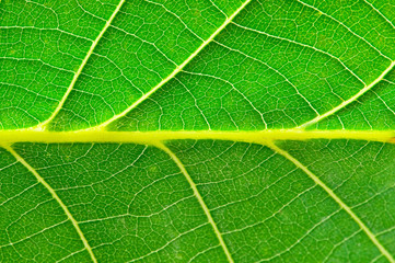 Very extreme close up of green leave