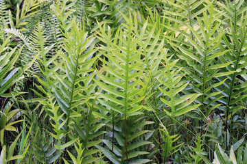 Lauae Ferns