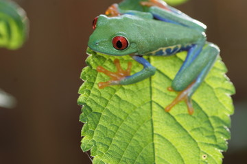 red eyed tree frog