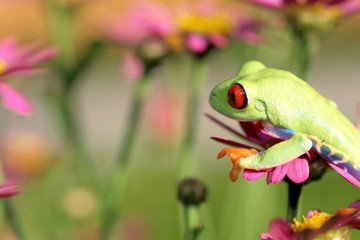 red eyed tree frog