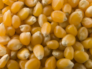 Popping Corn Maize Kernels