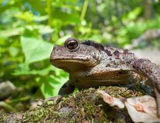 Far-eastern Toad (Bufo gargarizans) 9
