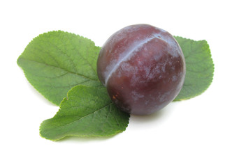 Plum perfect with leaves
