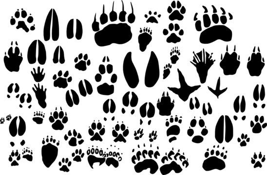 Collection of vector outlines of animal foot prints