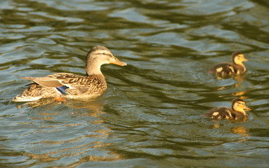 Ente mit kücken