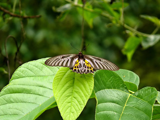 Farfalla alidoro
