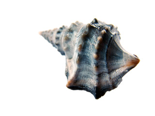 Shell