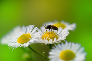 Flower with insect