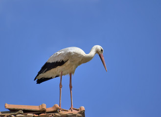 Stork