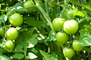 tomato plant in the garden