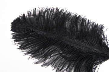 Obraz premium Black feather