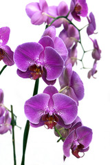 orchid