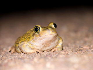 bug-eyed toad