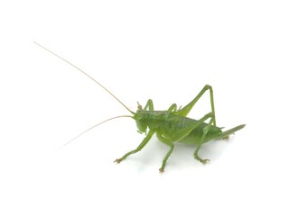 Grasshopper 