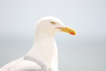 Herring Gull