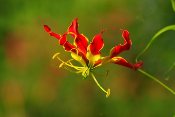 Orchidea rossa  © maurosessanta