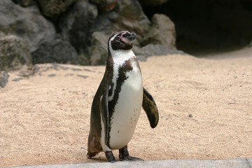 Naklejka premium Penguin on Beach
