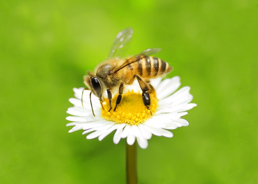  bee collecting honey