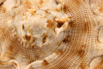 shell