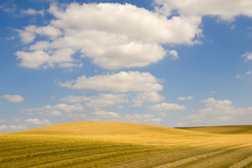 Obraz premium paysage jaune paille