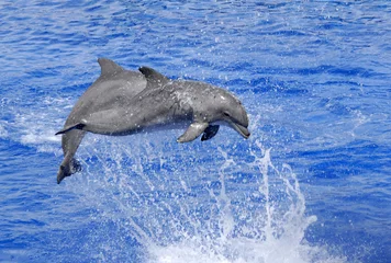 Foto op Plexiglas De sprong van de dolfijnen © ChristianFallini