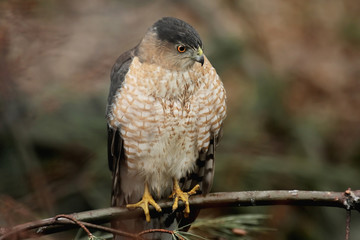 Cooper’s Hawk (accipiter cooperii) Hunting