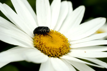 Fototapeta premium camomile,