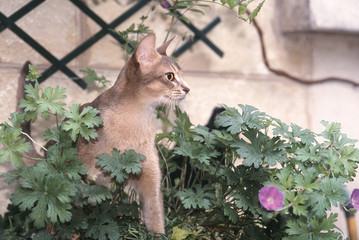 chat dans les fleurs Abyssin