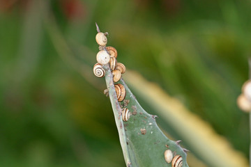 Chioccioline alla riscossa